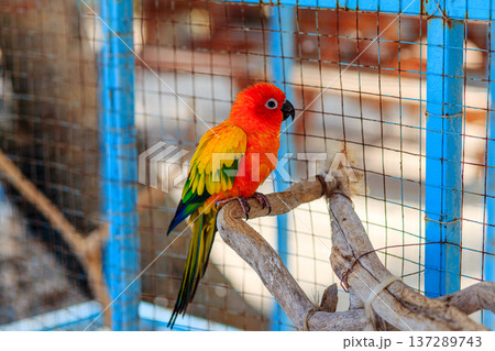 Vibrant parrot perches calmly on a wooden branch 137289743