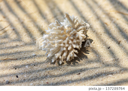Tiny white coral rests on sunlit sand 137289764