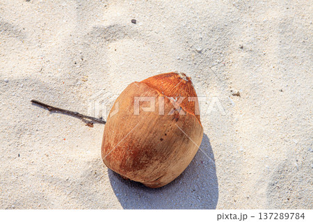 Coconut rests on soft, sunlit sand Coconut rests on soft, sunlit sand 137289784
