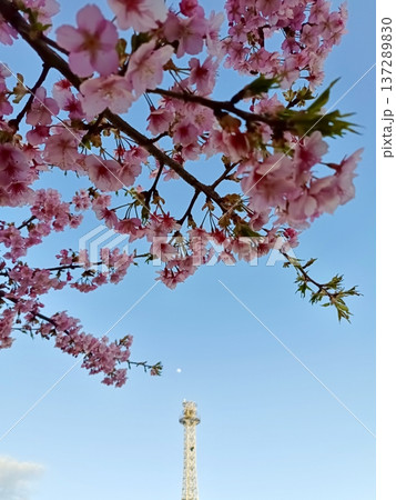 毛長川緑地・綾瀬川緑地の河津桜 毛長川緑地・綾瀬川緑地の河津桜 137289830