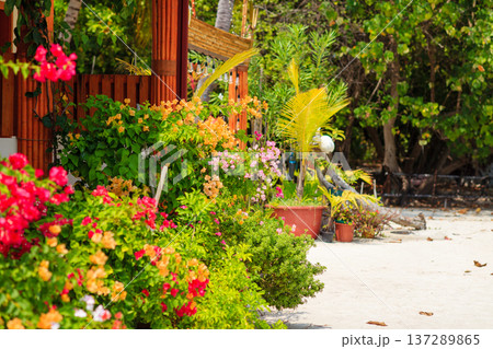 Vibrant flowers bloom beside a wooden fence Vibrant flowers bloom beside a wooden fence 137289865