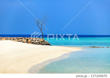 Serene beach with turquoise waters and a lone tree Serene beach with turquoise waters and a lone tree 137289870