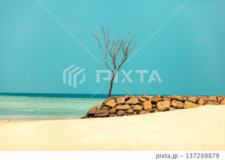 Solitary tree stands beside stone wall 137289879