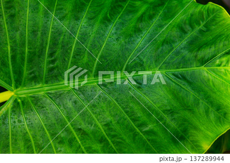 Vibrant green leaf with bold, intricate veins Vibrant green leaf with bold, intricate veins 137289944