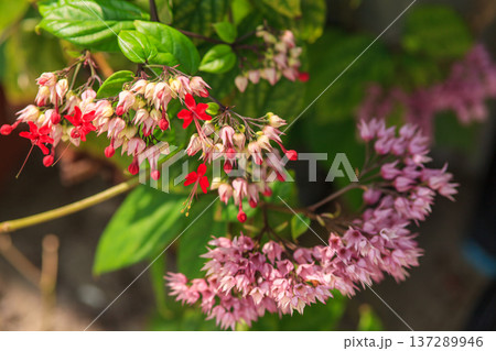 Vibrant red and soft pink blossoms hang delicately from green stems Vibrant red and soft pink blossoms hang delicately from green stems 137289946
