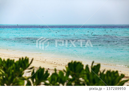 Turquoise waves lap a sandy shore 137289950
