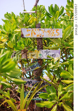 Signs hang from a tree, weathered and colorful Signs hang from a tree, weathered and colorful 137289957