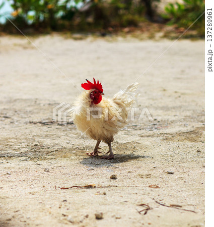 Tiny white chicken with red comb stands on sandy ground Tiny white chicken with red comb stands on sandy ground 137289961