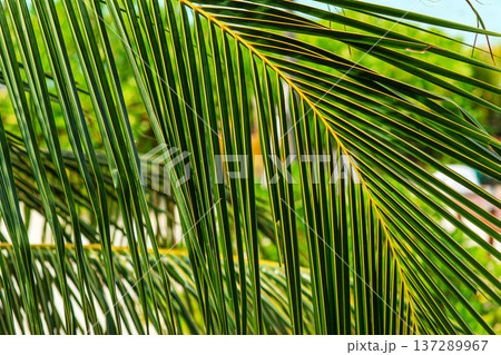 Vibrant palm fronds sway gently in sunlight 137289967