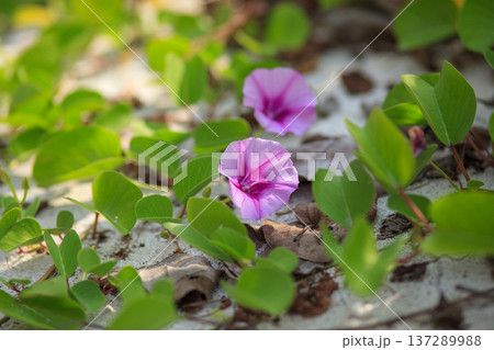 Soft purple flowers bloom among green leaves 137289988