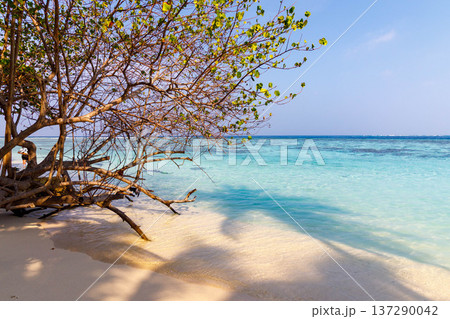 Soft sunlight glows over calm turquoise waves 137290042