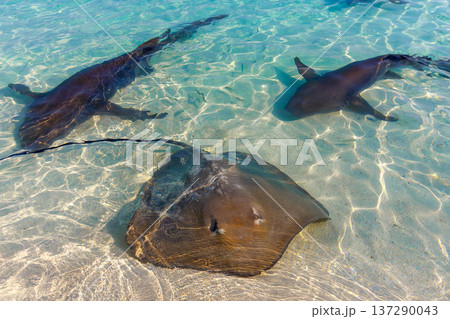 Clear waters reveal graceful stingrays gliding near the seabed 137290043