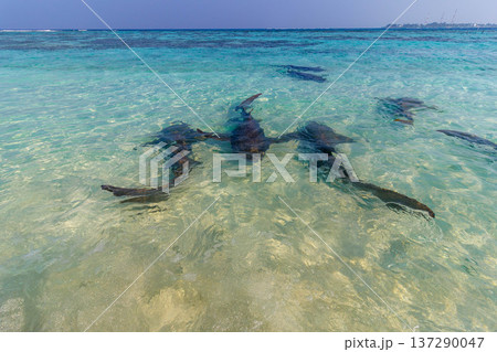 Clear waters reveal sharks swimming gracefully near shore 137290047