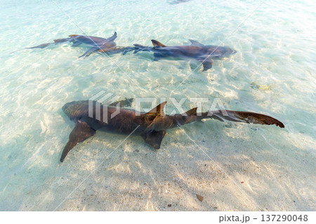 Three sharks glide through shallow, sunlit water Three sharks glide through shallow, sunlit water 137290048