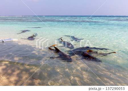 Clear waters hold playful sea lions resting 137290053