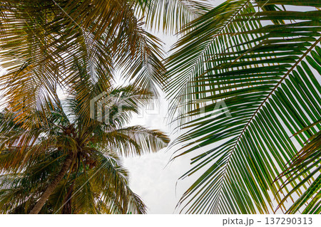 Tall palm trees frame a bright, open sky Tall palm trees frame a bright, open sky 137290313