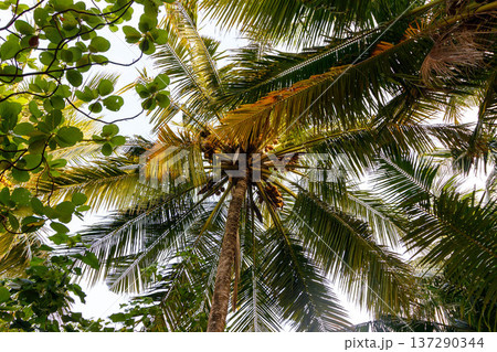 Towering palm fronds frame a sunlit tropical sky 137290344