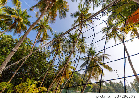 Tropical palms stretch toward a bright blue sky 137290378