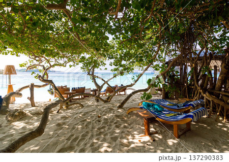 Sunlit beach shaded by tangled tree roots Sunlit beach shaded by tangled tree roots 137290383
