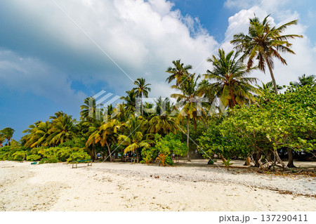Sunlit beach stretches beneath palm trees Sunlit beach stretches beneath palm trees 137290411