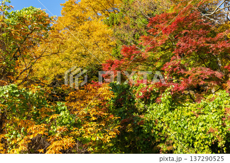 秋の山形県山形市 紅葉の立石寺(山寺) 秋の山形県山形市 紅葉の立石寺(山寺) 137290525