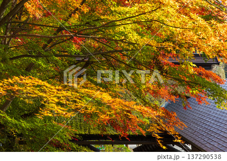 秋の山形県山形市　紅葉の立石寺（山寺） 137290538