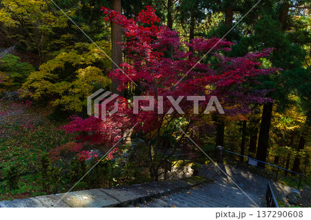 秋の山形県山形市　紅葉の立石寺（山寺）　参道 137290608