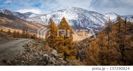 Autumn larch forest and gravel mountain road under snow capped peaks in remote highlands. 137290824
