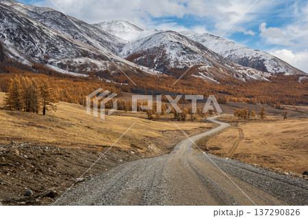 Winding mountain road through autumn larch forest toward snow capped peaks and golden valley views Winding mountain road through autumn larch forest toward snow capped peaks and golden valley views 137290826