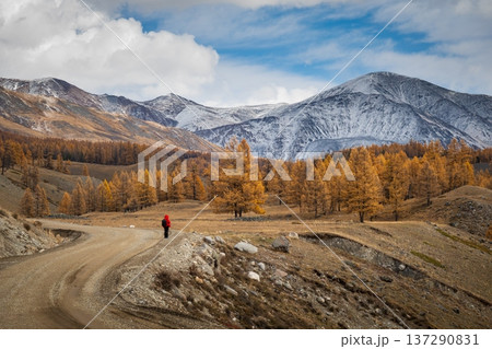 Hiker in red jacket walking on winding mountain road through autumn larch forest with snow capped peaks 137290831