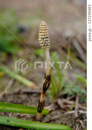 散歩途中に出たつくし 137290865