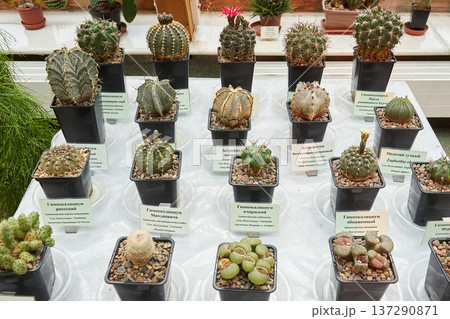 Variety of small cactus and succulent plants displayed in pots with identification labels for botany and horticulture study. Variety of small cactus and succulent plants displayed in pots with identification labels for botany and horticulture study. 137290871