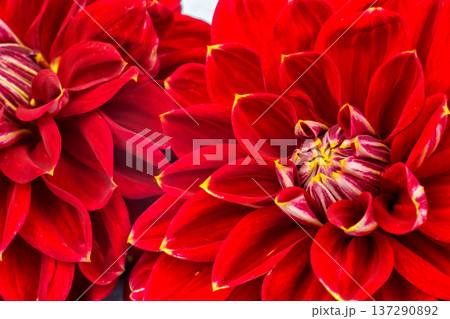 light red dahlias , macro. place for text light red dahlias , macro. place for text 137290892
