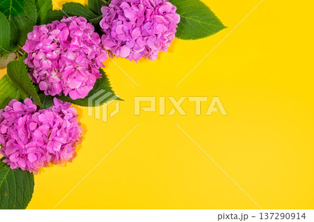 beautiful hydrangea flowers. Trendy fashion Style. Spring Summer Floral concept. Creative Minimal. Pink Blossom, Bright Color. Art 137290914