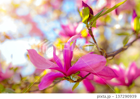 cute color of magnolia in spring. macro. spring background. space for text cute color of magnolia in spring. macro. spring background. space for text 137290939