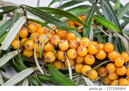 sea-buckthorn, sea-buckthorn branches on a white background, sea-buckthorn, sea-buckthorn branches on a white background, 137290964
