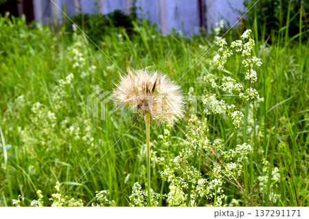 Biennial plant salsify at the stage of seed ripening. Biennial plant salsify at the stage of seed ripening. 137291171