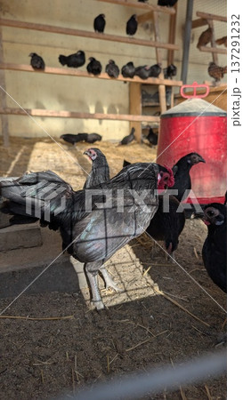 Sunlit Coop With Chickens. Detailed View Of Rustic Barnyard With Chickens And Dominant Gray Rooster Sunlit Coop With Chickens. Detailed View Of Rustic Barnyard With Chickens And Dominant Gray Rooster 137291232