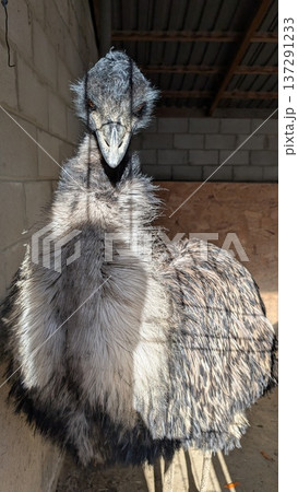 Curious Emu In Rustic Setting. Closeup Of Inquisitive Emu Showing Detailed Feathers And Steady Stare 137291233