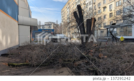 Tree Debris Removal. Branches Prepared For Disposal. Cleared Twigs And Branches Ready For Pickup Tree Debris Removal. Branches Prepared For Disposal. Cleared Twigs And Branches Ready For Pickup 137291242
