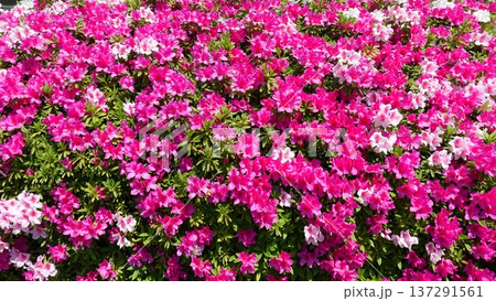 美しいツツジの花 137291561
