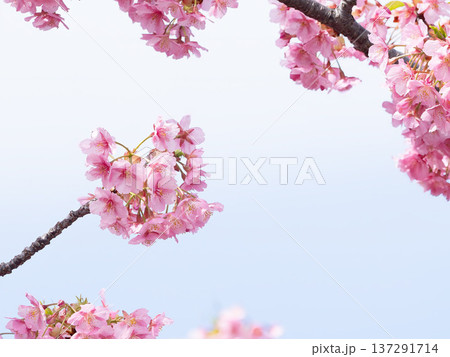 青空に映える河津桜 137291714