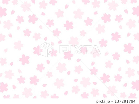 背景　桜の花のパターン　白背景 137291784