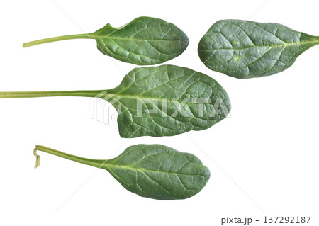 Green spinach leaves. Green spinach leaves. 137292187
