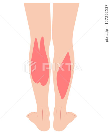 ふくらはぎの筋肉　腓腹筋　ヒラメ筋　下腿三頭筋 137292537