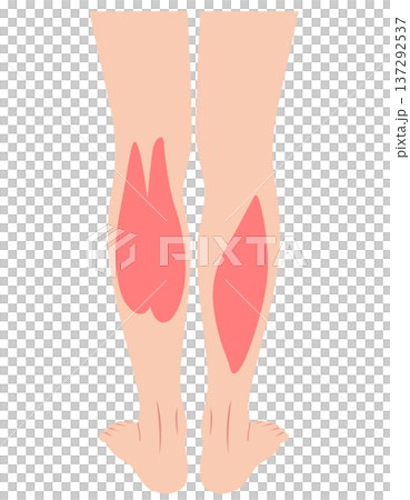 ふくらはぎの筋肉　腓腹筋　ヒラメ筋　下腿三頭筋 137292537