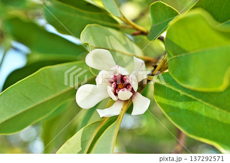 白いオガタマノキの花（冬、二月） 137292571