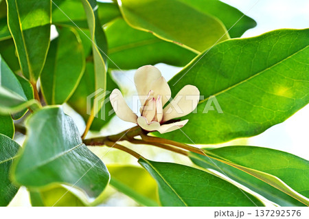 白いオガタマノキの花（冬、二月） 137292576