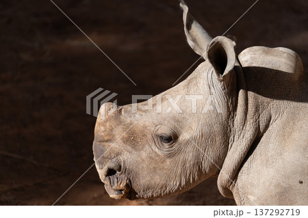 Side profile of rhino head in warm sunlight Side profile of rhino head in warm sunlight 137292719