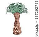 Xanthorrhoea tree vector isolated illustration in tribal patterned style. The Grass tree, native Australian endemic flora element. 137292758